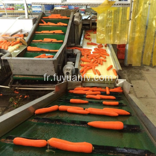 Fournir directement à l&#39;usine des carottes fraîches